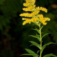 Canadian Goldenrod
